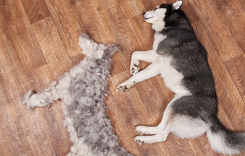 How to Stop Dogs Shedding So Much